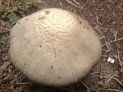 Agaricus porphyrocephalus