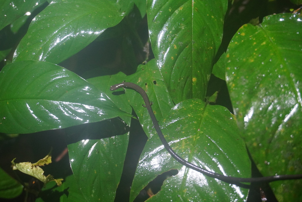 Cryptic Worm Salamander