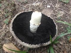 Agaricus porphyrocephalus