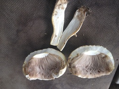 Agaricus porphyrocephalus