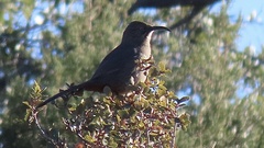 Toxostoma crissale