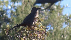 Toxostoma crissale