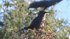 Toxostoma crissale