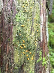 Coenogonium luteum