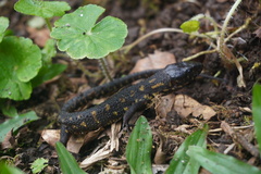 Lepidophyma flavimaculatum