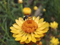 Chilalictus