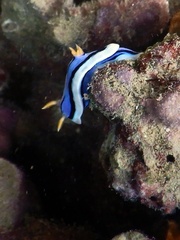 Chromodoris elisabethina