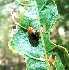 Nisotra bicolorata