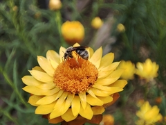 Chilalictus