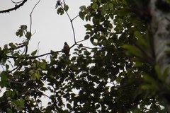 Trogon collaris