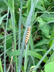 Alypiodes bimaculata