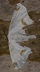 Sericoptera mahometaria