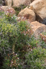 Pelargonium crithmifolium