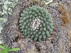 Mammillaria uncinata