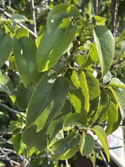 Prunus ilicifolia
