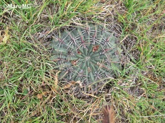 Ferocactus macrodiscus