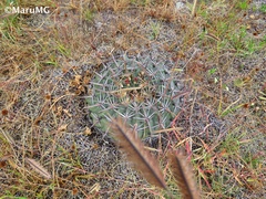 Ferocactus macrodiscus