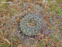 Ferocactus macrodiscus