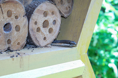 Philodryas nattereri