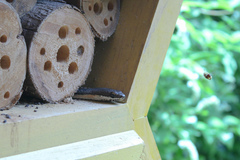 Philodryas nattereri