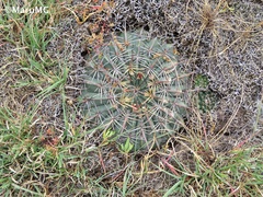Ferocactus macrodiscus