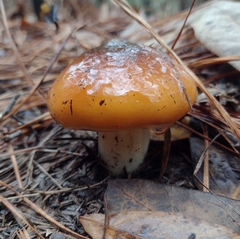 Cortinarius mucosus