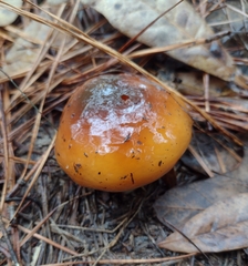 Cortinarius mucosus