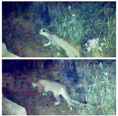 Puma concolor couguar