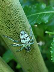 Aegorhinus superciliosus