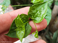 Commicarpus tuberosus