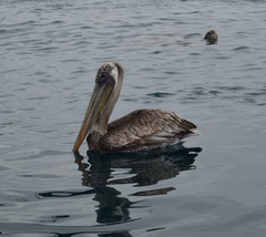 Pelecanus