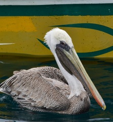 Pelecanus