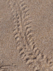 Pericoptus truncatus