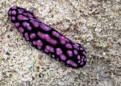 Phyllidiella