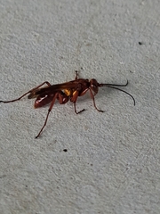 Sphictostethus nitidus