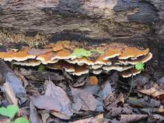 Heterobasidion annosum