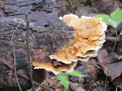 Heterobasidion annosum