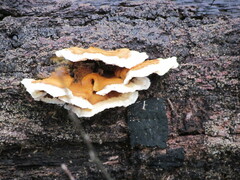 Heterobasidion annosum