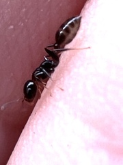 Pseudomyrmex ejectus