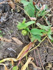 Ipomoea decasperma