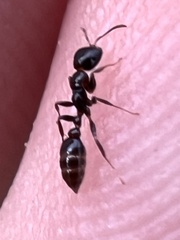 Pseudomyrmex ejectus