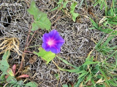 Ipomoea decasperma