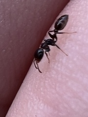 Pseudomyrmex ejectus