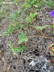 Ipomoea decasperma