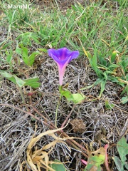 Ipomoea decasperma