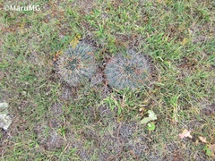 Ferocactus macrodiscus