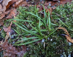 Carex hendersonii