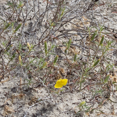 Oenothera hartwegii