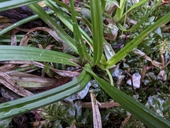 Carex hendersonii