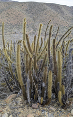 Bergerocactus emoryi